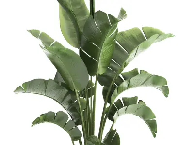 Houseplants in a black pot for the interior 916 3D model