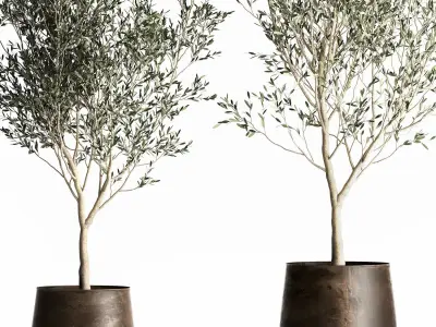Olive tree in a flowerpot for the interior 968 3D model