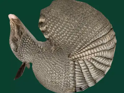 Armadillos Animal Low-poly 3D model