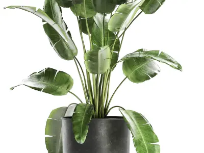 Banana bush in a pot for the interior 862 3D model