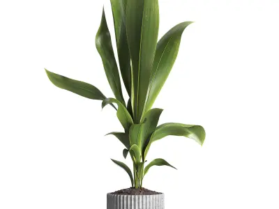 Indoor Plant 026 3D model