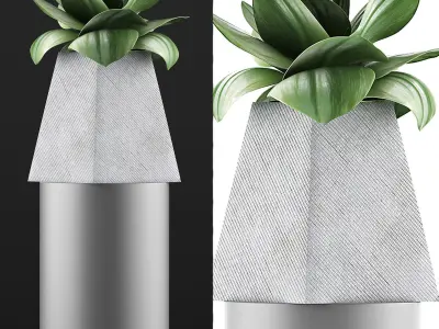 Plants Collection 112 3D model