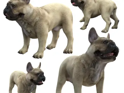 French Bulldogl 3D model
