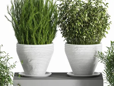 Indoor Plant Set 18 3D model