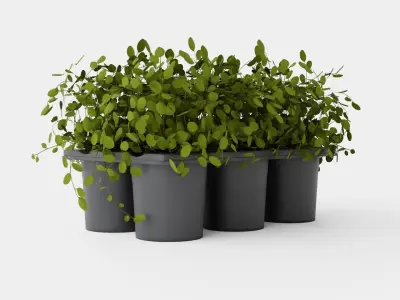 Muehlenbeckia complexa Low-poly 3D model