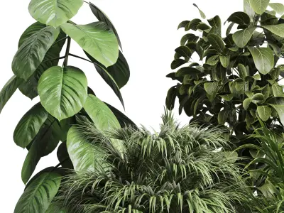 Collection indoor pot plant ficus rubbery palm concrete vase 3D model