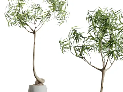 AV HousePlants Japandi Minimalism Ficus Dracaena Marginata19 3D model