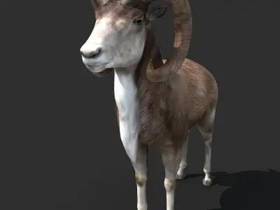 Goat Rigged 01 3D model