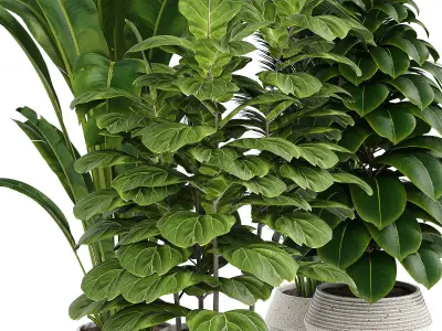 Indoor plant collection 09 3D model