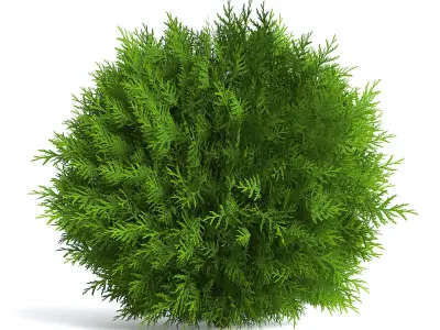 Thuja Shrub II 3D model