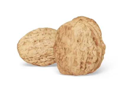 Walnut v1  3D model