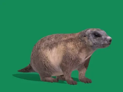 Groundhog Marmots Low-poly 3D model