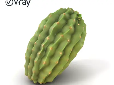 Cactus Wrinkled Overlapping Segments model pack Low-poly 3D model