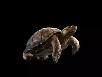 Turtle Low-poly 3D model