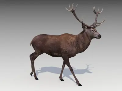 Red deer Low-poly 3D model