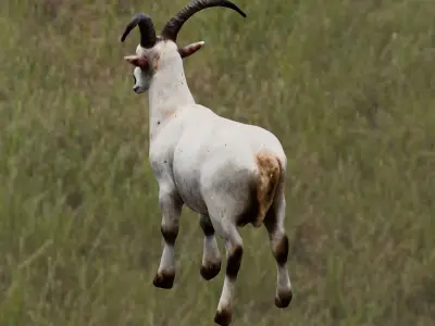  Goat 3D Model Low-poly 3D model
