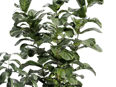 indooe plants in vase 006 Low-poly 3D model