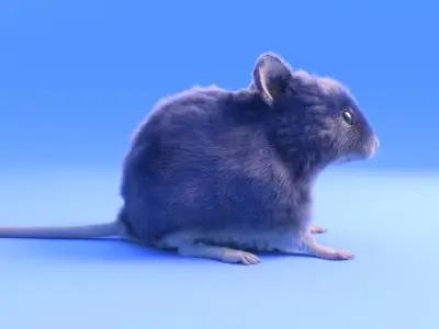 Mouse - grey brown white fur - Xgen - realistic style - rigged Low-poly 3D model