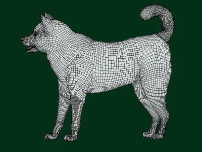 Shikoku Inu Dog Breed 3D model