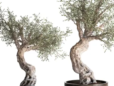 Olive tree in a rusty flowerpot for the interior 989 3D model