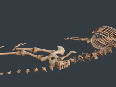 Sheep skeleton Low-poly 3D model