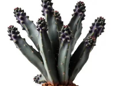 Purple Spiked Cactus model pack Low-poly 3D model