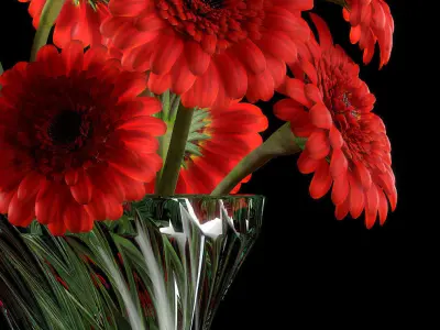 RED GERBERA 3D model