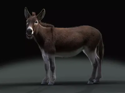 Grey Donkey Animated 3D model