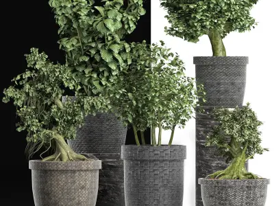 Plants Collection 204 Sageretia Theezans 3D model