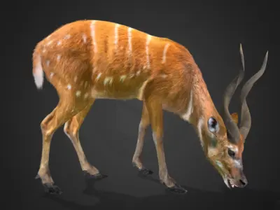 Sitatunga Antelope Realistic 3D model