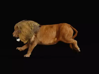 Male African Lion Mr Big 3D model