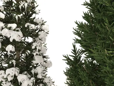 3 summer and winter Fraser Fir Christmas Trees 3D model