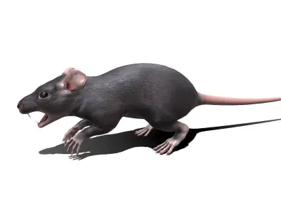 Rat Low-poly PBR Low-poly 3D model