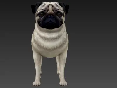 Sharpei pug Low-poly 3D model