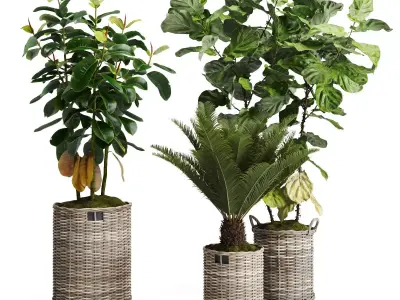Tropical Plants in Wicker Baskets 3D model