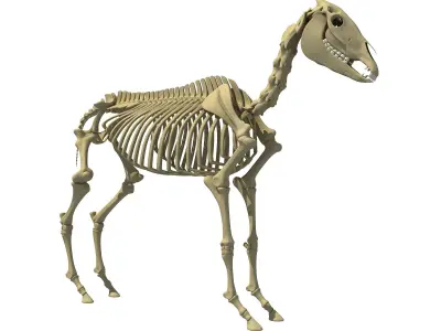 Realistic Donkey Skeleton 3D model
