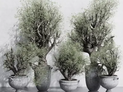 Olive tree in an old classical vase outdoor plant set 143 Low-poly 3D model