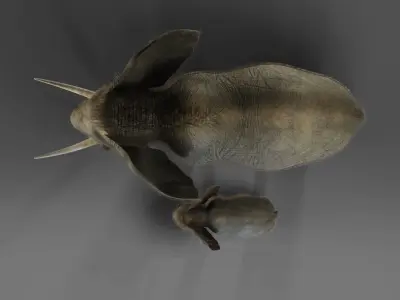 Fur Elephant and Baby Elephant NO Rigged in Blender Low-poly 3D model