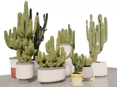 3D Cactus Plant Collection 3D model
