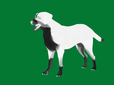 Appenzeller Sennenhund Dog 3D model
