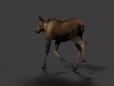 Moose Female Animated VFX Grace 3D model