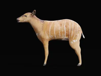 Eastern Bongo Female Antelope  Low-poly 3D model