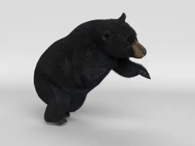 Black Bear Animated 3D model
