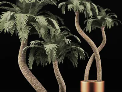 Plants Collection 135 Palm 3D model