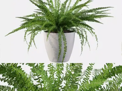 Fern 08 in white pot 3D model
