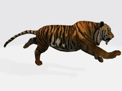 Tiger rigged  3D model