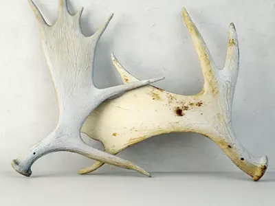 Naturally-Shed Moose Antlers 2 3D model