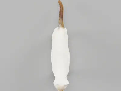Flame Point Siamese Cat  3D model