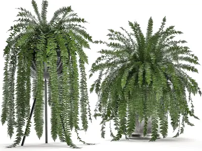 Decorative Fern in a white flowerpot 517 3D model