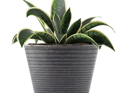 Plants Collection 108 3D model